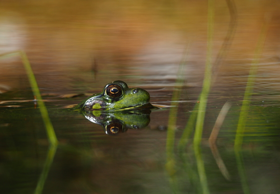 A little green frog swimming in the water