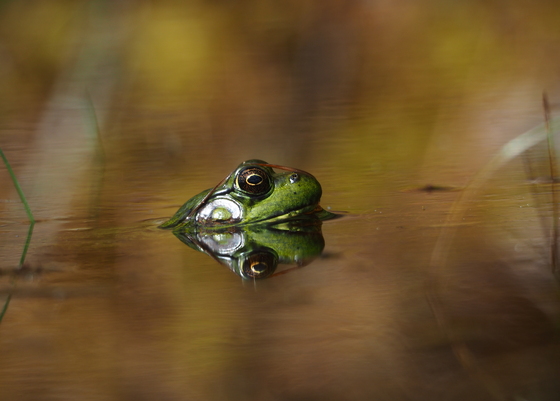 Frog Surfacing