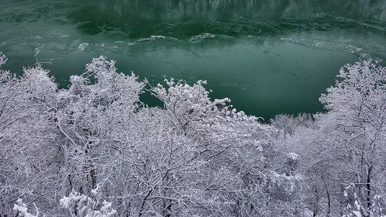 Snow covered trees in Niagara Gorge 