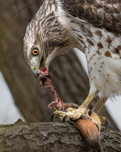 Red tailed hawk consuming a chipmunk
