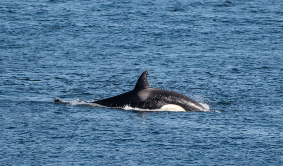 Killer Whale in pursuit of a Surf Scoter