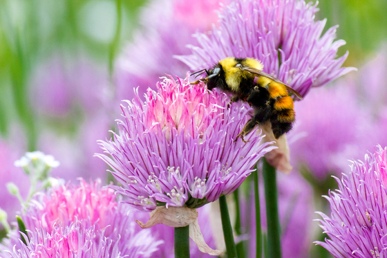 Bumblebee giving a flower a big bee hug