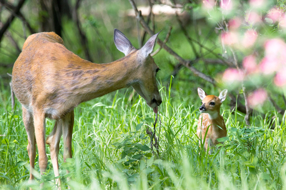 Doe and Fawn share a tender moment