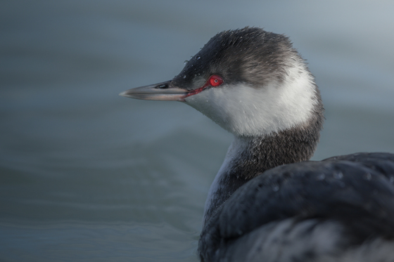 Horned grebe and its red eye