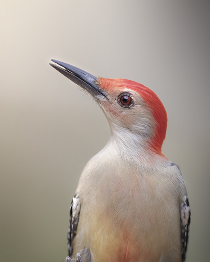 Red-bellied woodpecker portrait