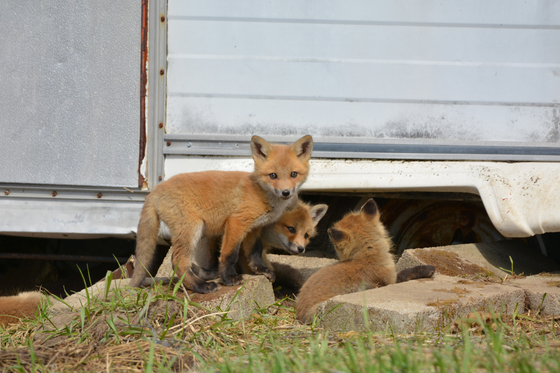 Baby Red Foxes