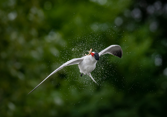 Caspian Tern spinning in mid-air
