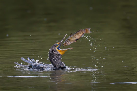 A cormorant is feeding on a catfish