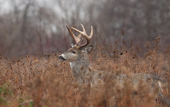A buck walking through the forest