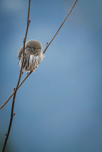 Owl on Stilts