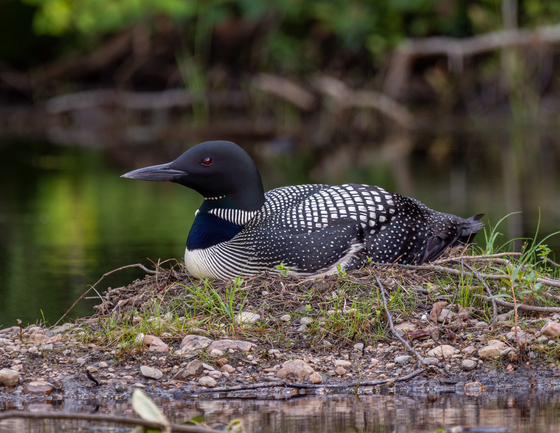 Loon on a nest