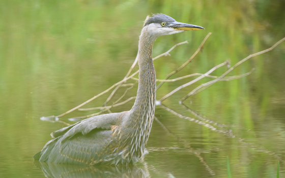 Great Blue Heron in a Pond
