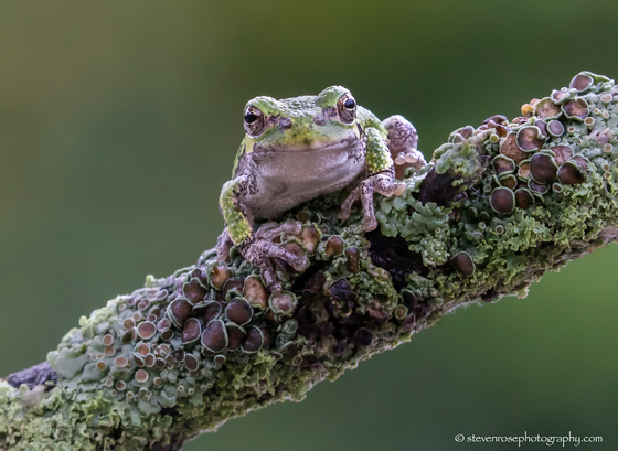Grey tree frog 
