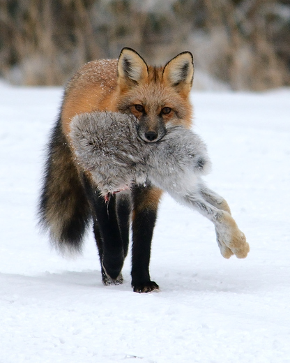 Proud fox