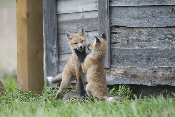 Fox family play fight