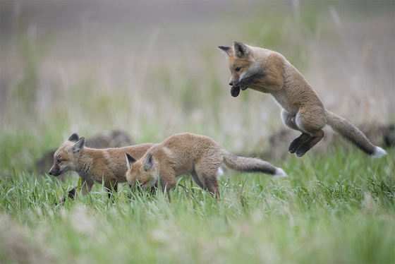 Fox family practice pounce