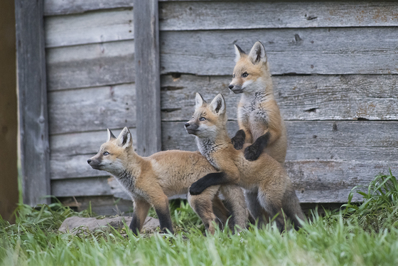 Fox family on the look out