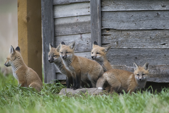 Fox family all five together