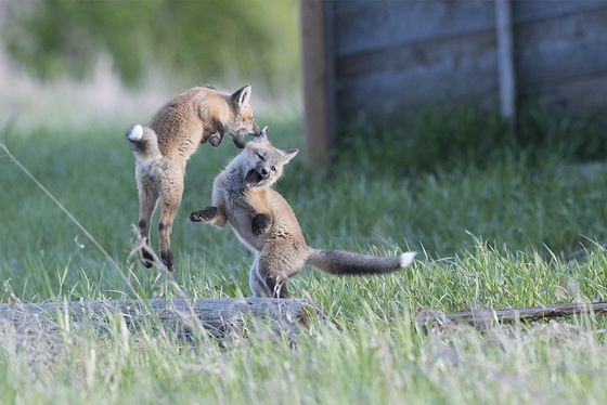 Fox family practicing