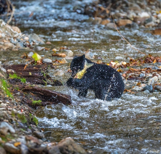 Little black bear catches salmon in the river valley