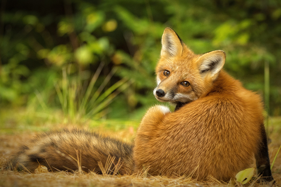 Bashful Red Fox