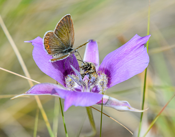 Butterfly and Bee on Mariposa Lily