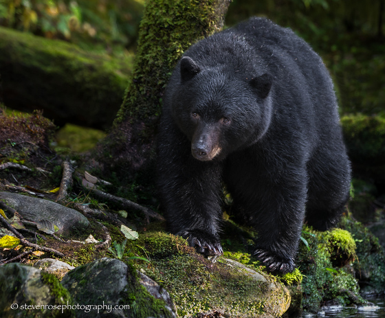 Rain forest black bear