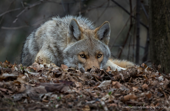 Watchful coyote