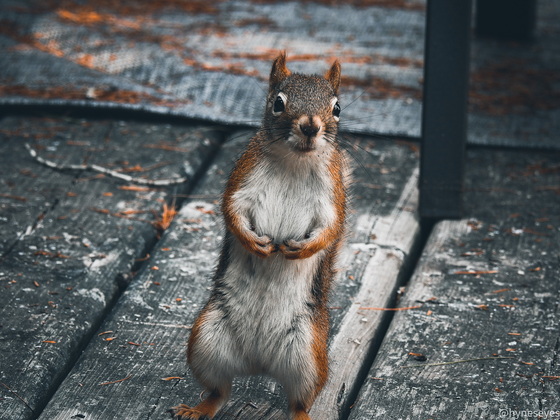 Red Squirrel ready to square up 