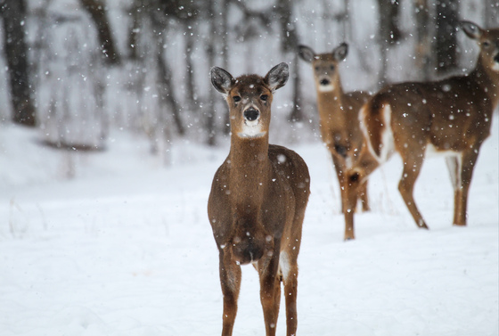 Snowy Day Deer
