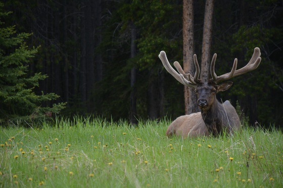 Elk ( wapiti ) in nature at Johnston Canyon, Banff National Park