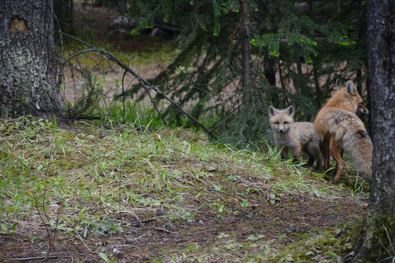 Fox family at Johnston Canyon Lodge and Bungalows / Banff National Park