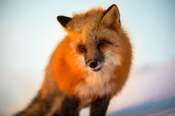 Red Fox In Morning Light