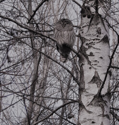 Barred Owl in a Birch