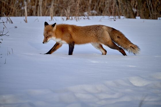 Red Fox tracking prey.