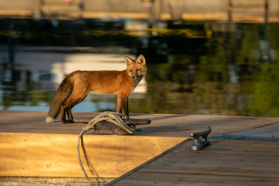 Handsome Fox Kit on the dock