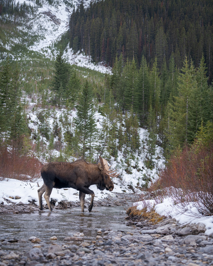 Moose on the move