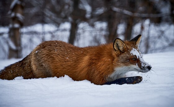 Red Fox hunting.