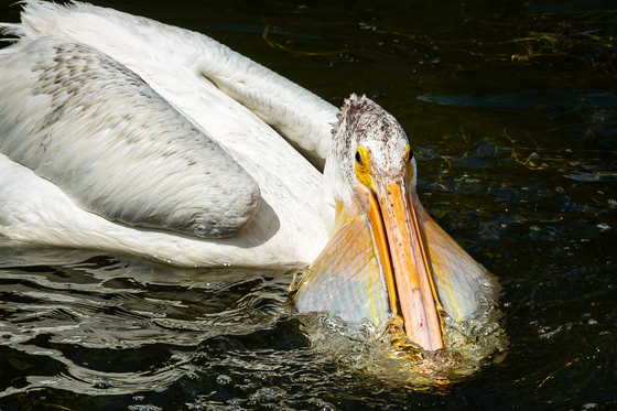 Pelican Beak