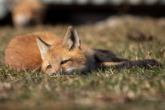 Red Fox kit resting