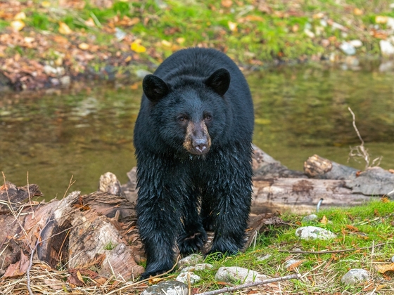 young black bear