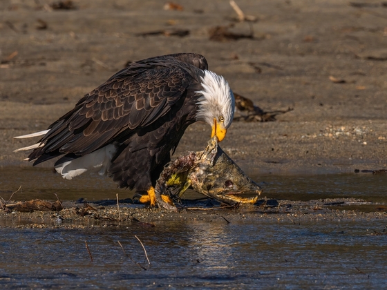 Bald eagle eat salmon