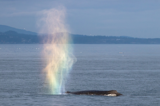 Humpbacks Are at the End of the Rainbow