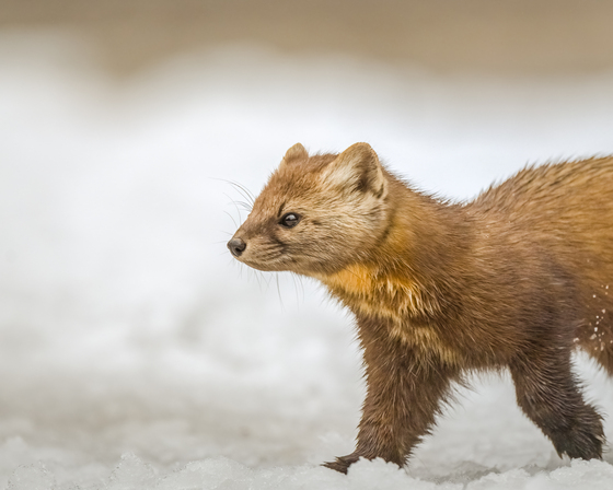 Marten on the Move