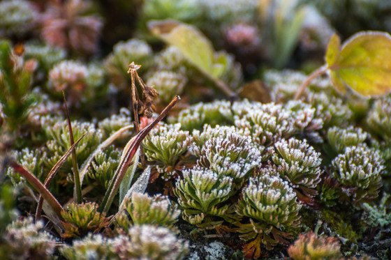 Frosty Alpine Plants