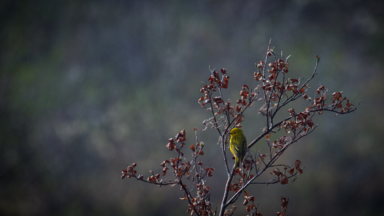 Yellow Warbler in the Morning Fog