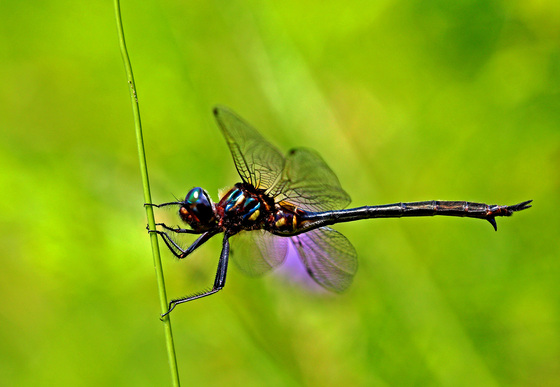 Dragonfly on a Hot Summer's Day