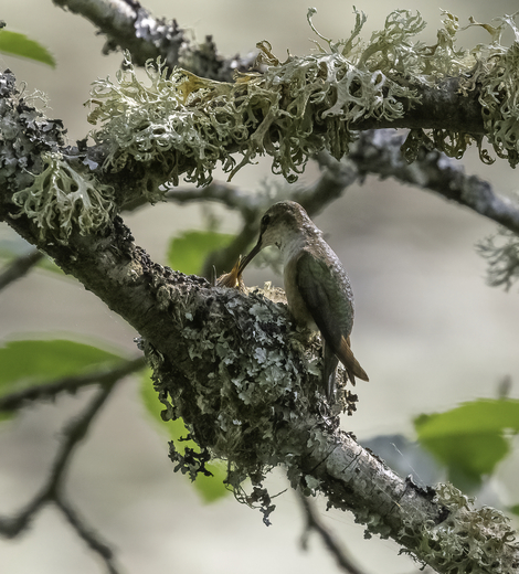 Rufous Hummingbird Nest