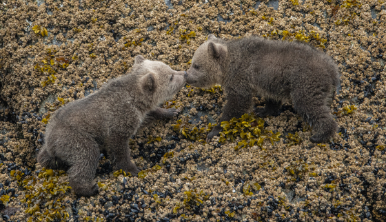 Grizzly cubs smooching 