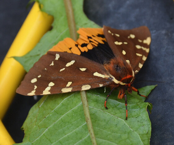 Piatarctica Parthenos Moth